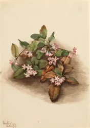 Arbuste traçant (Epigaea repens)