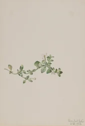 Houstonia procumbens (Houstonia procumbens)