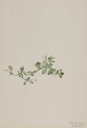Houstonia procumbens