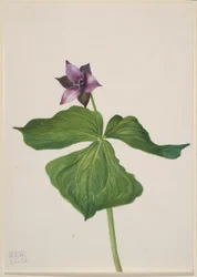 Trillium erectum