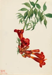 Bignone radicante Bignonia radicans, 1926