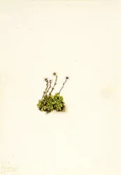 Saxifrage à toupet (Saxifraga caespitosa)