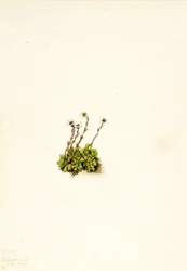 Saxifrage gazonnante, 1921