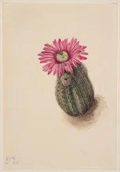 Cactus à tête de dinde (Echinocerus perbellus)