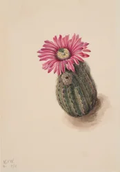 Cactus tête de dinde Echinocerus perbellus, 1930