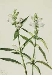 Tête de tortue Chelone glabra