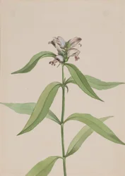 Tête de tortue Chelone glabra