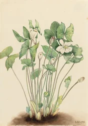 Feuille jumelle (Jeffersonia diphylla)