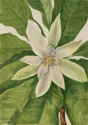 Arbre-parapluie (Magnolia tripetala)
