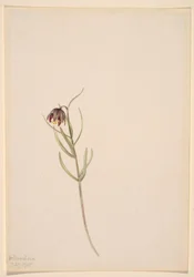 Sans titre--Étude de fleurs