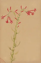Sans titre--Étude de fleurs