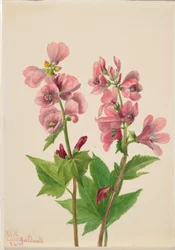 Sans titre--Étude de fleurs