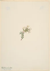 Sans titre--Étude de fleurs
