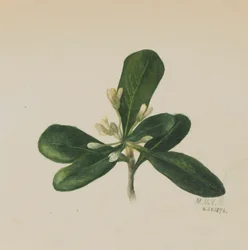 Sans titre - Étude de fleurs