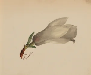 Sans titre - Étude de fleurs, 1876