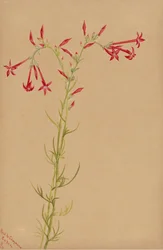 Étude de fleurs sans titre