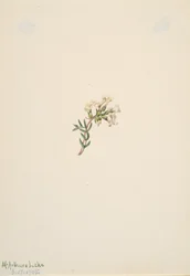Sans titre - Étude de fleurs, 1905