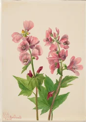 Sans titre - Étude de fleurs, 1939