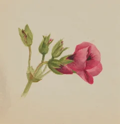 Sans titre - Étude de fleurs