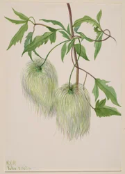 Sans titre - Étude de plantes