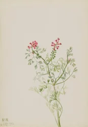 Sans titre - Étude de plantes