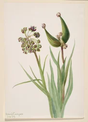Sans titre - Étude de plantes