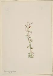 Sans titre - Étude de plantes