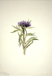 Sans titre - Étude de plantes