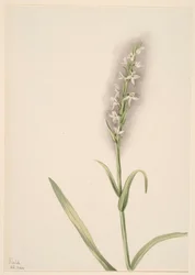 Sans titre - Étude de plantes