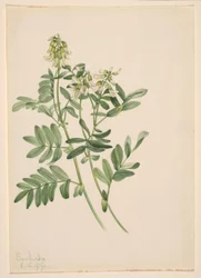 Sans titre - Étude de plantes