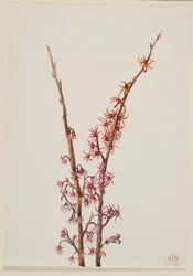 Sans titre - Étude de plantes