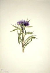Sans Titre--Étude de Plante