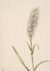 Sans titre - Étude de plante, 1904