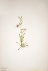 Sans titre - Étude de plante