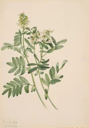 Sans Titre - Étude de Plante