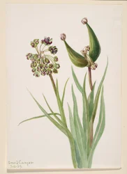 Sans titre - Étude de plante, 1939