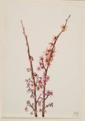 Sans titre - Étude de plante, 1939