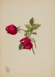 Sans titre--Rose, 1878
