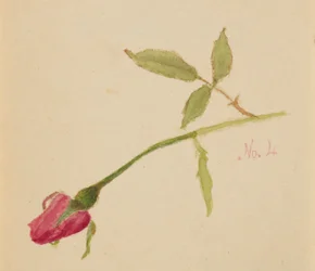 Sans titre (Rose)