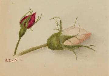 Sans titre (boutons de rose)