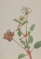 Sans titre (Tripterocalyx pedunculatus)