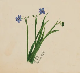 Sans titre, 1875