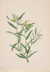 Étude de fleurs sans titre, 1923