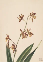 Étude de fleurs sans titre, 1924