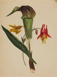 Sans titre Jack in the Pulpit