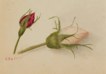 Boutons de rose sans titre, 1874