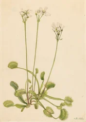 Dionée attrape-mouche, Dionaea muscipula, 1918