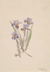 Iris vernal, 1918