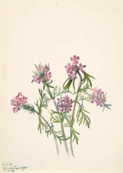 Verveine Verbena wrightii, 1938