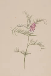 Vicia americana
